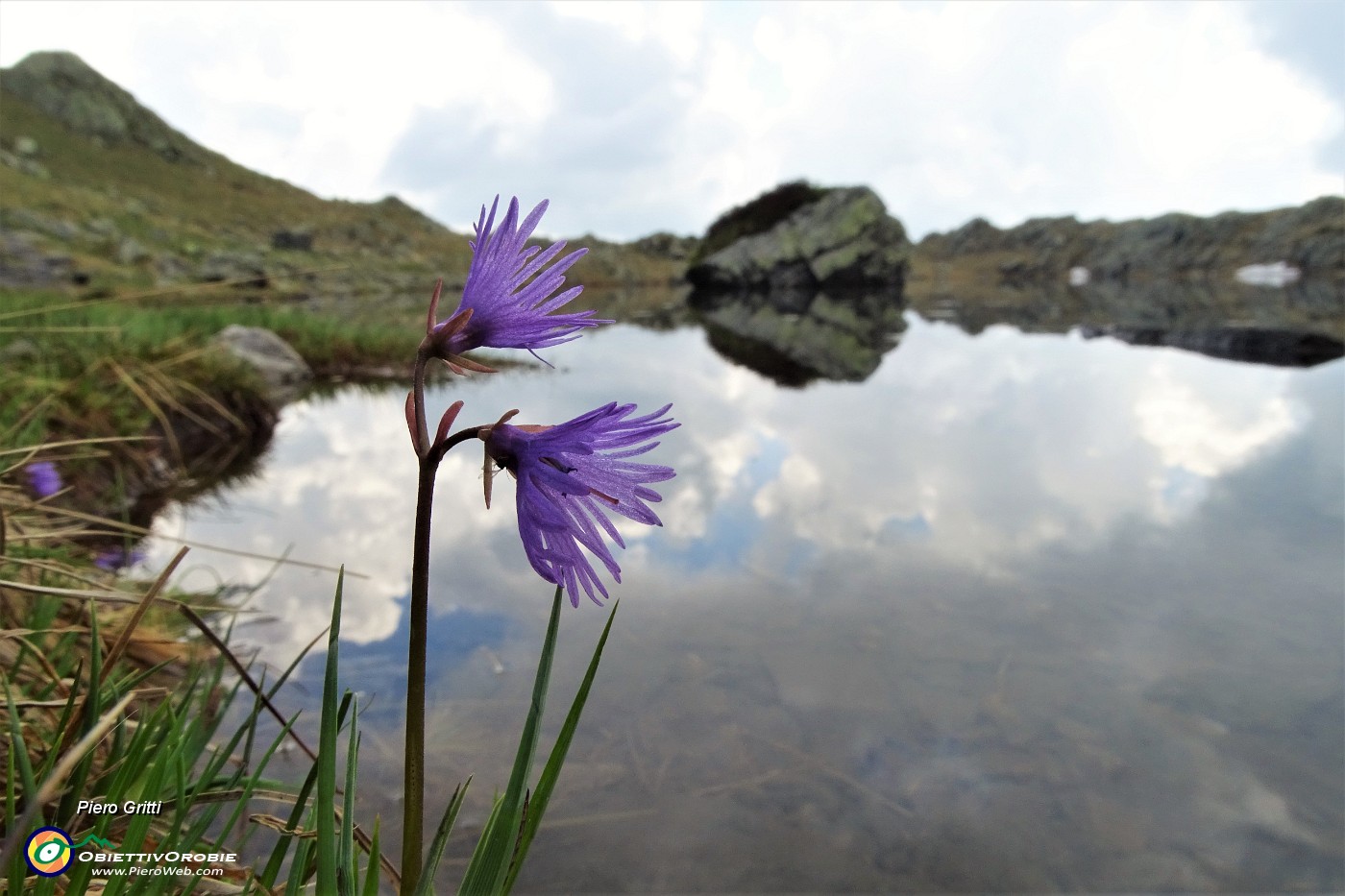 30 Soldanella della silice (Soldanella pusilla) al Laghetto di Ponteranica superiore.JPG